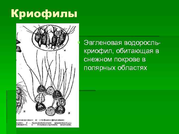 Криофилы § Эвгленовая водорослькриофил, обитающая в снежном покрове в полярных областях 