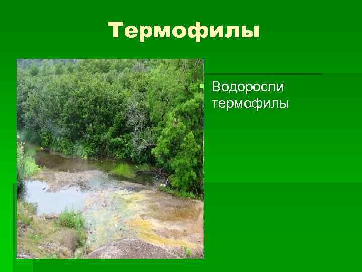 Термофилы § Водоросли термофилы 