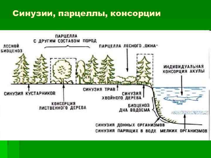 Синузии, парцеллы, консорции 