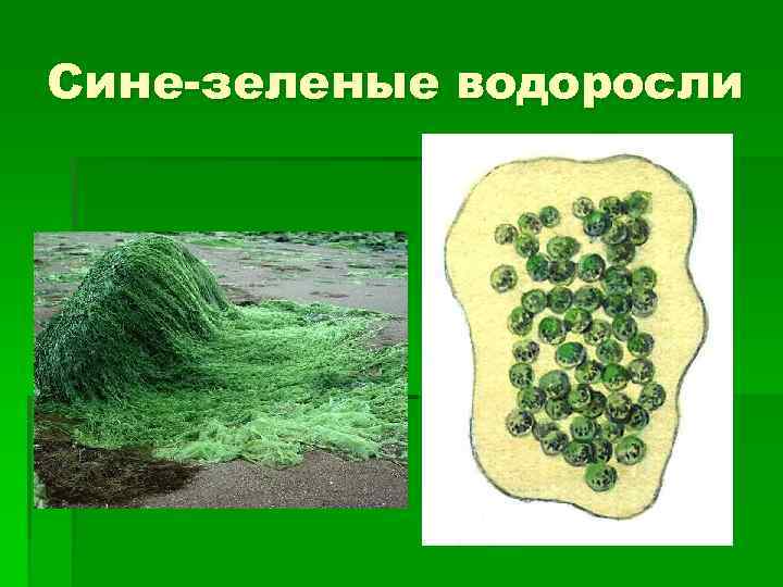 Сине-зеленые водоросли 