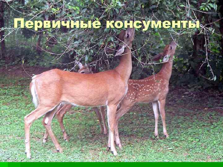 Первичные консументы 