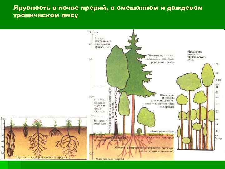 Ярусность в почве прерий, в смешанном и дождевом тропическом лесу 