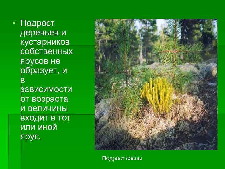 § Подрост деревьев и кустарников собственных ярусов не образует, и в зависимости от возраста