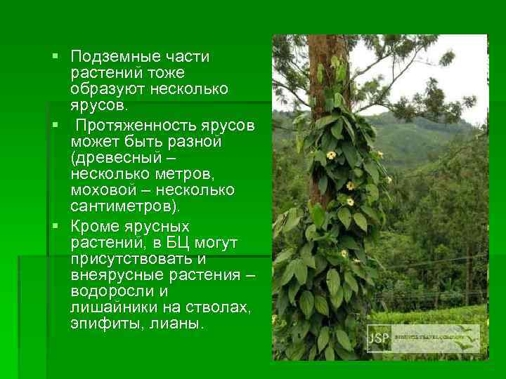 § Подземные части растений тоже образуют несколько ярусов. § Протяженность ярусов может быть разной