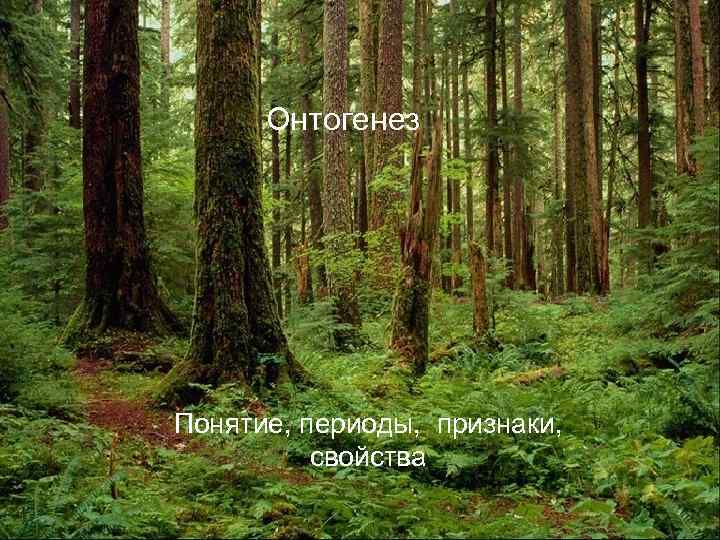 Онтогенез Понятие, периоды, признаки, свойства 