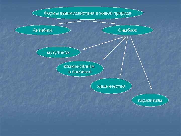 Формы взаимодействия в живой природе Антибиоз Симбиоз мутуализм комменсализм и синойкия хищничество паразитизм 