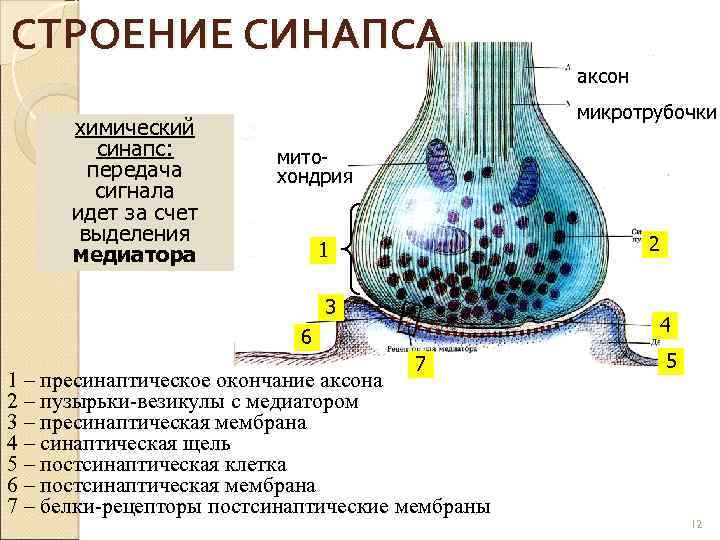 Схема химического синапса