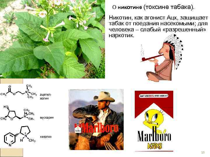 О никотине (токсине табака). Никотин, как агонист Ацх, защищает табак от поедания насекомыми; для