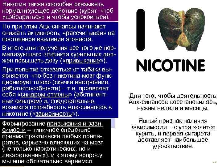 Никотин при табакокурении практи Никотин также способен оказывать чески не влияет на нервно мышеч