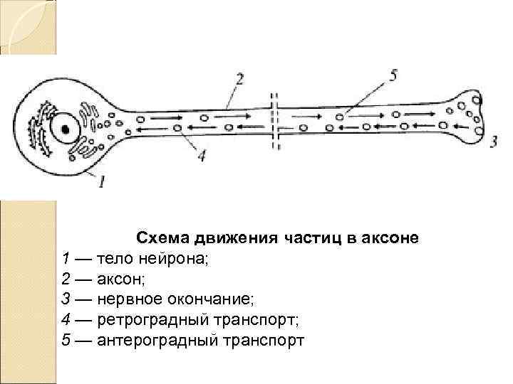 Схема движения частиц в аксоне 1 — тело нейрона; 2 — аксон; 3 —