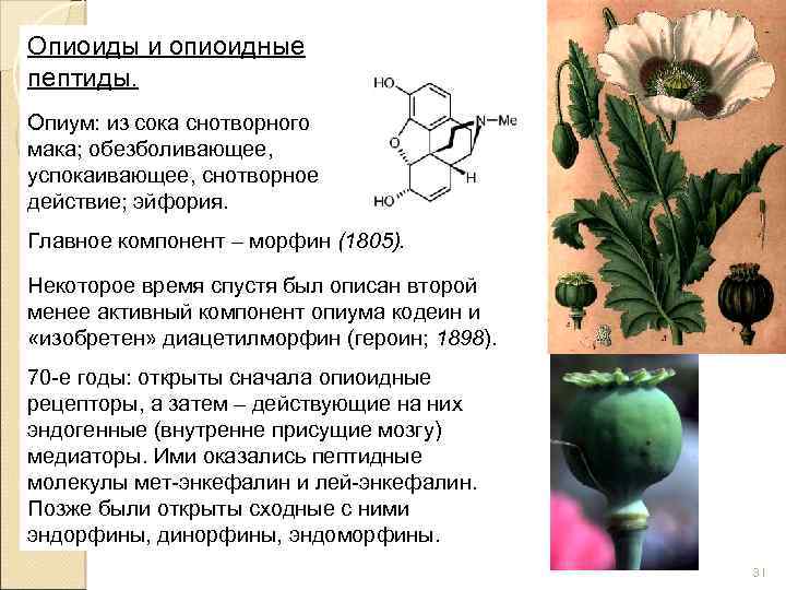 Опиоиды и опиоидные пептиды. Опиум: из сока снотворного мака; обезболивающее, успокаивающее, снотворное действие; эйфория.