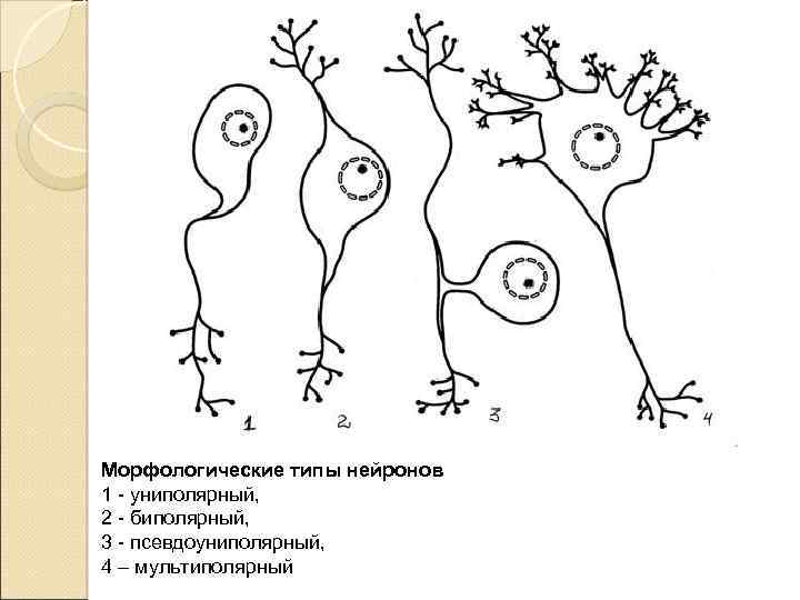 Морфологические типы нейронов 1 униполярный, 2 биполярный, 3 псевдоуниполярный, 4 – мультиполярный 