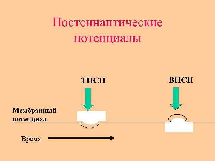 Постсинаптические потенциалы ТПСП Мембранный потенциал Время ВПСП 