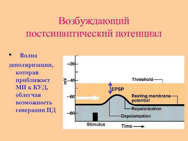 Возбуждающий постсинаптический потенциал • Волна деполяризации, которая приближает МП к КУД, облегчая возможность генерации