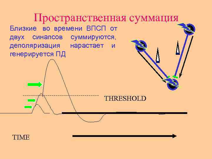 Пространственная суммация Близкие во времени ВПСП от двух синапсов суммируются, деполяризация нарастает и генерируется