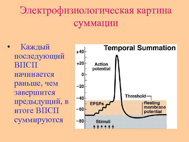 Электрофизиологическая картина суммации • Каждый последующий ВПСП начинается раньше, чем завершится предыдущий, в итоге