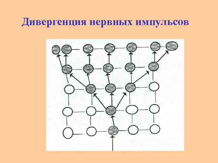 Дивергенция нервных импульсов 