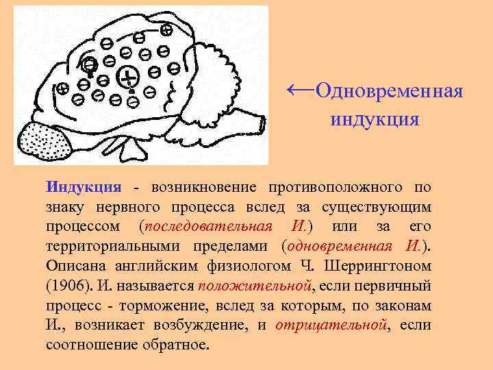 ←Одновременная индукция Индукция возникновение противоположного по знаку нервного процесса вслед за существующим процессом (последовательная