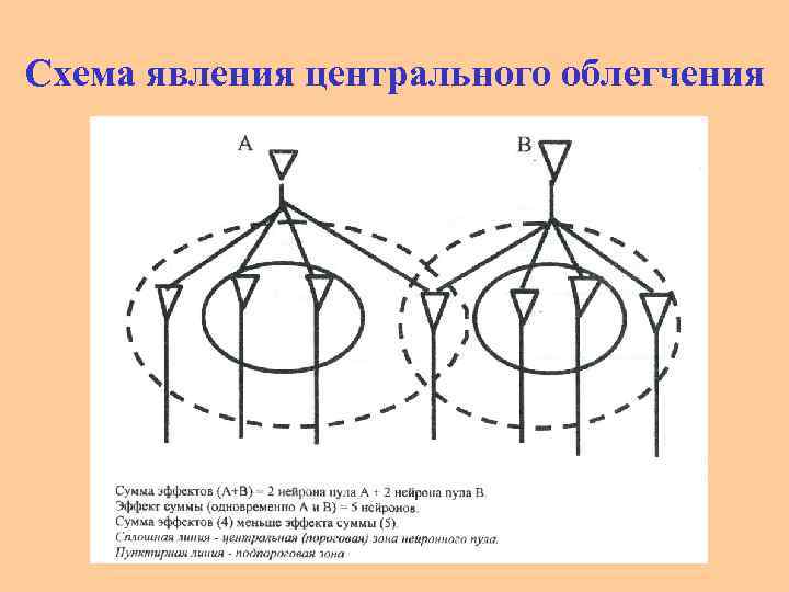 Схема явления центрального облегчения 