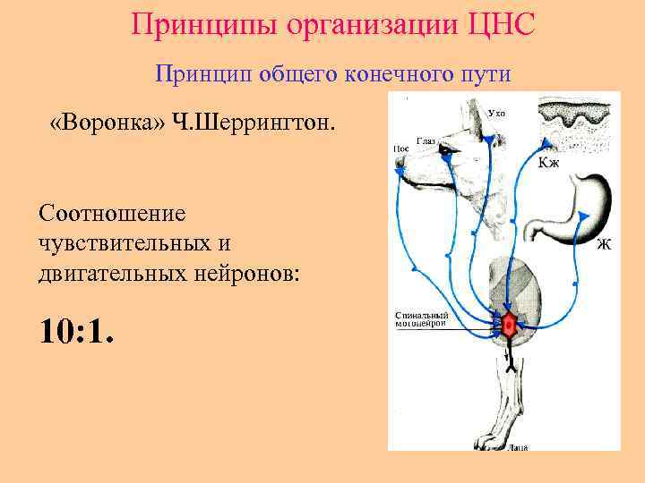 Принципы организации ЦНС Принцип общего конечного пути «Воронка» Ч. Шеррингтон. Соотношение чувствительных и двигательных