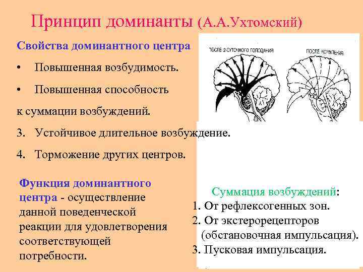 Доминанта картинки биология