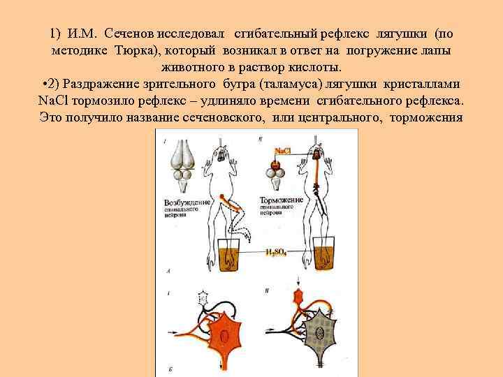 Схема нейрофизиологического механизма сеченовского торможения