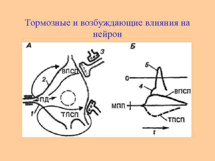 Тормозные и возбуждающие влияния на нейрон 