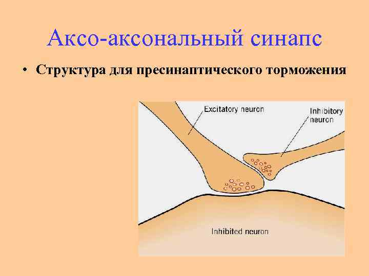 Аксо аксональный синапс • Структура для пресинаптического торможения 