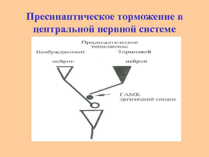 Пресинаптическое торможение в центральной нервной системе 