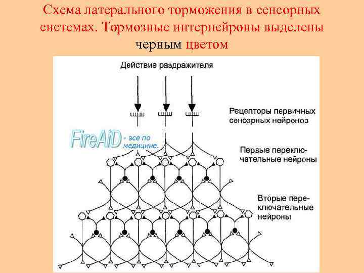 Схема латерального торможения в сенсорных системах. Тормозные интернейроны выделены черным цветом 