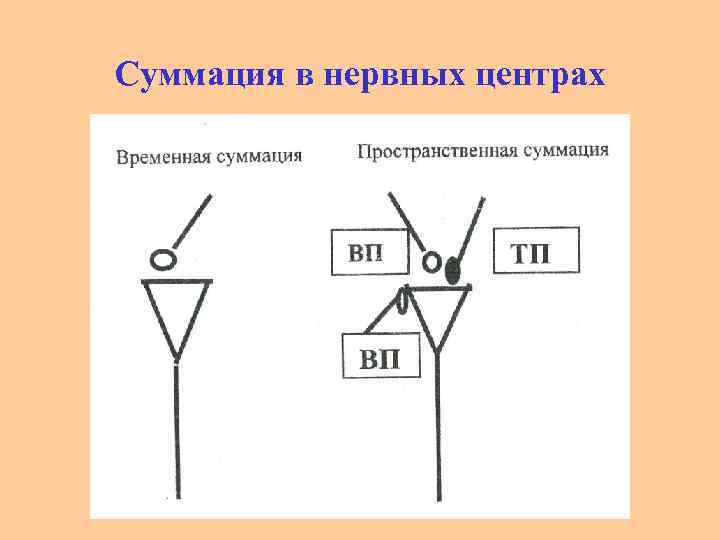 Суммация в нервных центрах 