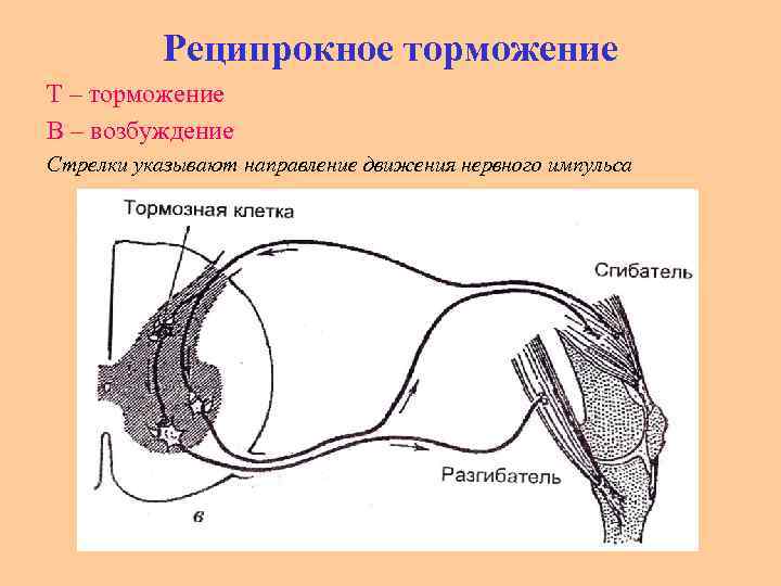 Что такое реципрокное вращение файлов