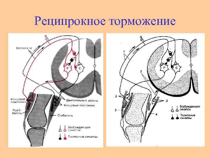 Что такое реципрокное вращение файлов