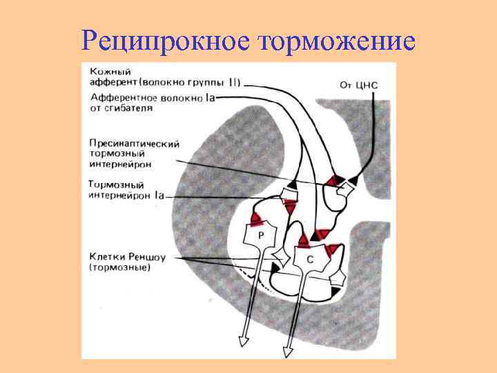 Реципрокное торможение 