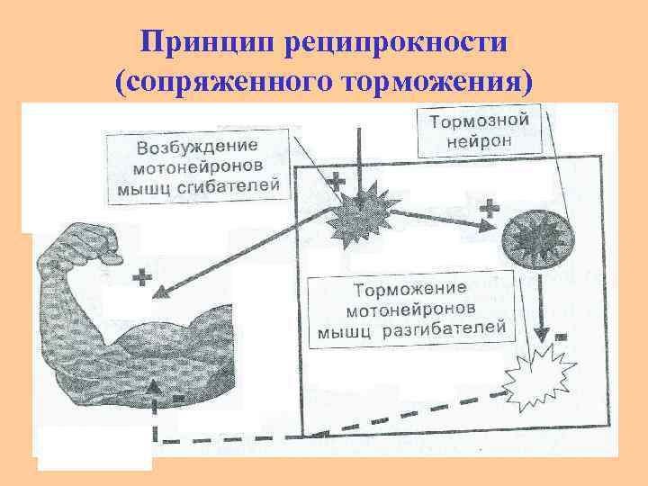 Принцип реципрокности (сопряженного торможения) 