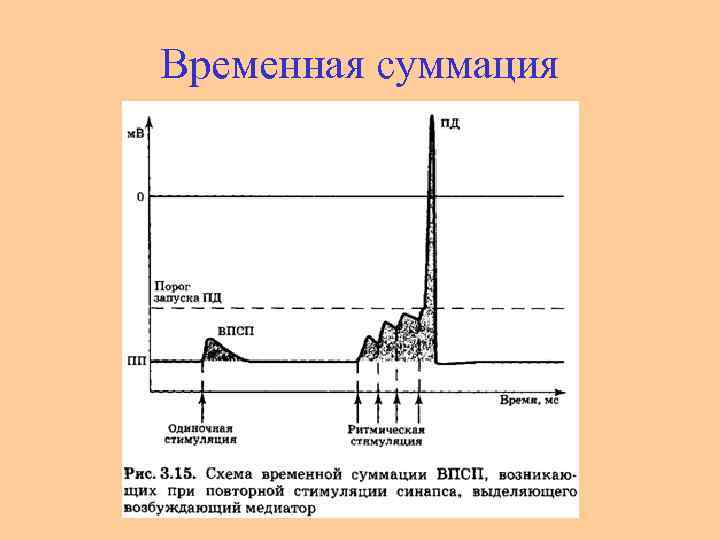Временная суммация 