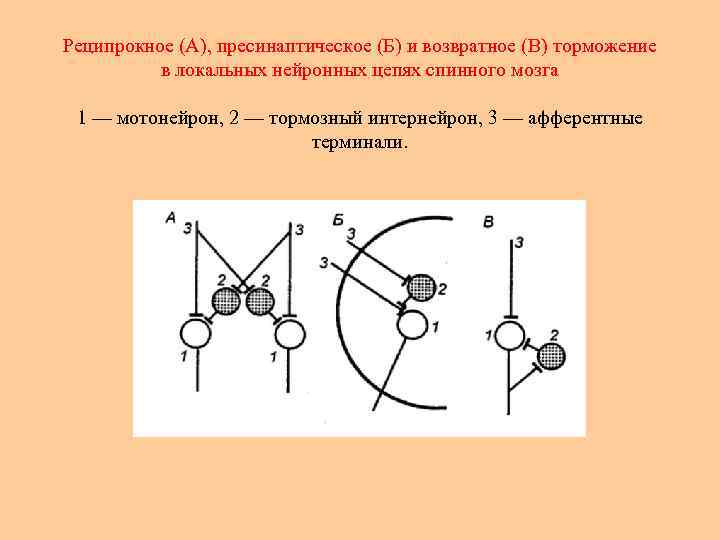 Реципрокное торможение схема