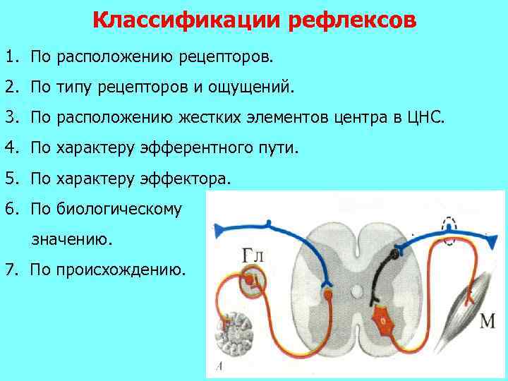 Классификации рефлексов 1. По расположению рецепторов. 2. По типу рецепторов и ощущений. 3. По