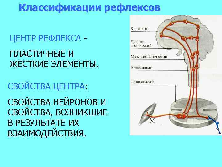 Классификации рефлексов ЦЕНТР РЕФЛЕКСА ПЛАСТИЧНЫЕ И ЖЕСТКИЕ ЭЛЕМЕНТЫ. СВОЙСТВА ЦЕНТРА: СВОЙСТВА НЕЙРОНОВ И СВОЙСТВА,