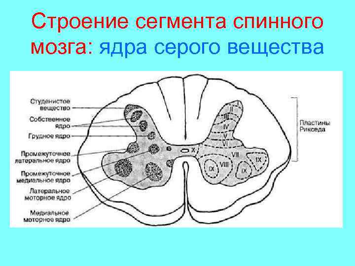 Строение сегмента спинного мозга: ядра серого вещества 