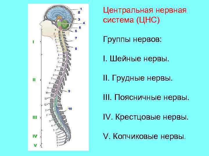 Центральная нервная система (ЦНС) Группы нервов: I. Шейные нервы. II. Грудные нервы. III. Поясничные