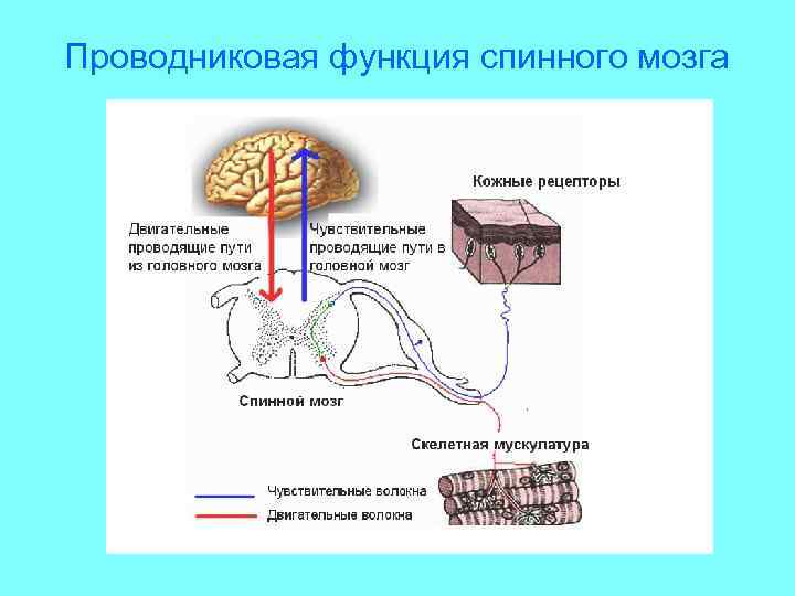 Проводниковая функция спинного мозга 