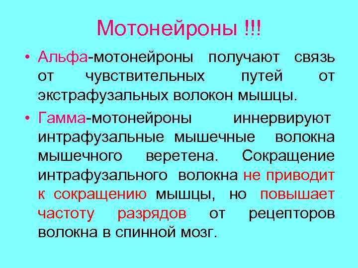 Мотонейроны !!! • Альфа-мотонейроны получают связь от чувствительных путей от экстрафузальных волокон мышцы. •