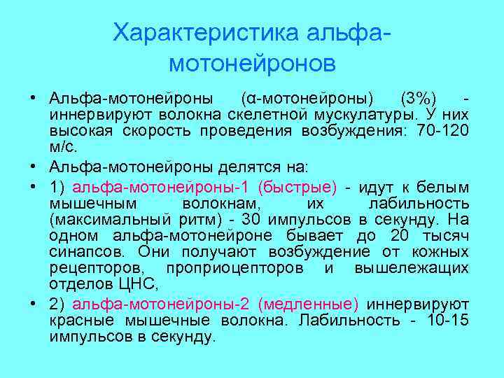 Характеристика альфамотонейронов • Альфа-мотонейроны (α-мотонейроны) (3%) иннервируют волокна скелетной мускулатуры. У них высокая скорость