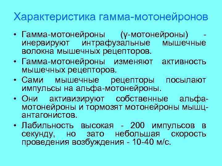 Характеристика гамма-мотонейронов • Гамма-мотонейроны (γ-мотонейроны) инервируют интрафузальные мышечные волокна мышечных рецепторов. • Гамма-мотонейроны изменяют