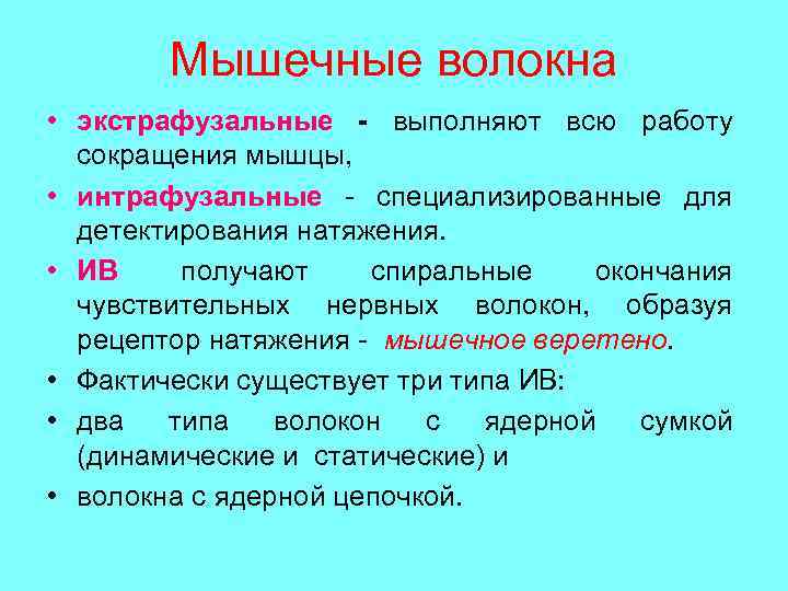 Мышечные волокна • экстрафузальные - выполняют всю работу сокращения мышцы, • интрафузальные - специализированные