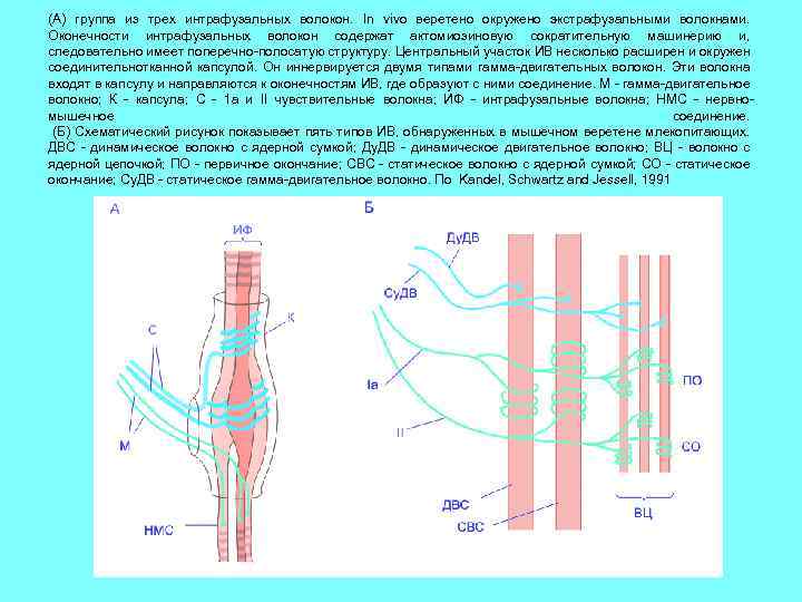 (А) группа из трех интрафузальных волокон. In vivo веретено окружено экстрафузальными волокнами. Оконечности интрафузальных