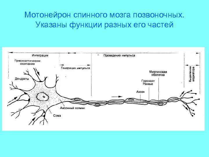 Нейроны спинного мозга характеристика. Аксоны Альфа мотонейронов спинного мозга. Мотонейрон это в физиологии. Мотонейрон строение.