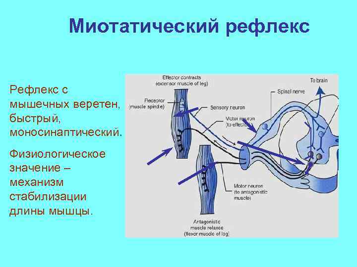 Миотатический рефлекс схема