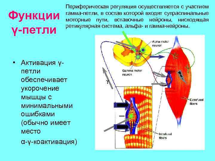 Функции γ-петли Периферическая регуляция осуществляется с участием гамма-петли, в состав которой входят супраспинальные моторные